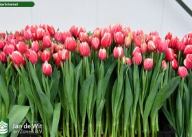 Tulipa Voicemail ® (1)